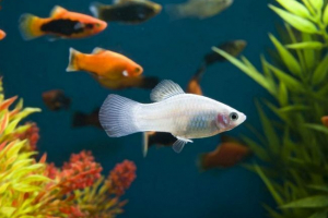 Oprawy, które pozwalają rybom wydać mniej energii podczas jazdy w wodzie